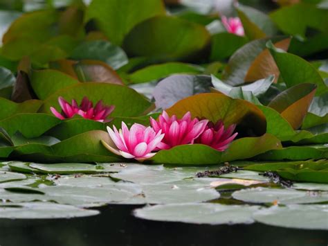 睡蓮|睡蓮の花言葉｜花が咲く時期や季節、種類、蓮(ハス) 